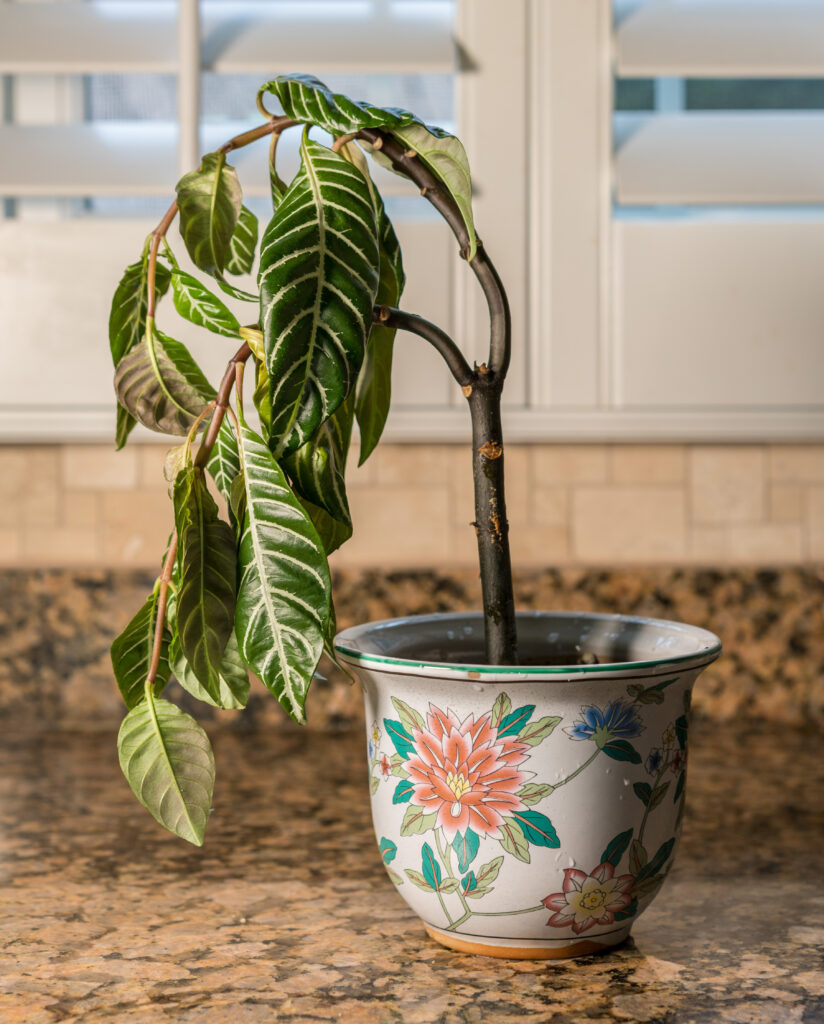 A dropping house plant on a countertop.